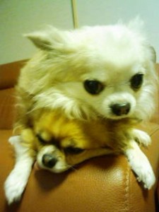 おやぶん おやぶん