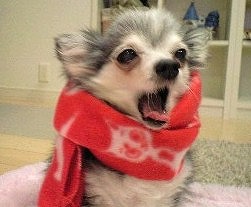 うめマフラー② うめマフラー②