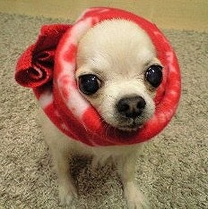 はなマフラー はなマフラー