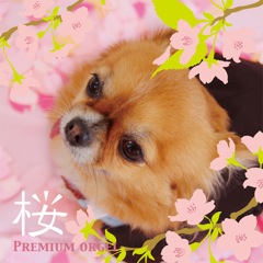 さくらまめ さくらまめ