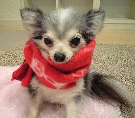 うめマフラー① うめマフラー①