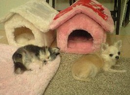 うめはなハウス うめはなハウス