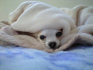 はな寝正月 はな寝正月