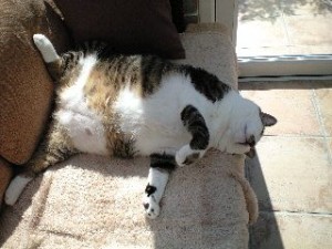 にゃんちヘソ天 にゃんちヘソ天