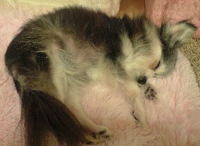 うめ寝正月 うめ寝正月