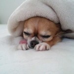 SH3I02190001 SH3I02190001