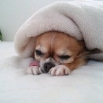 SH3I02200001 SH3I02200001