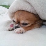 SH3I02210001 SH3I02210001