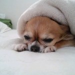 SH3I02220001 SH3I02220001