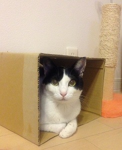 のりこダンボール