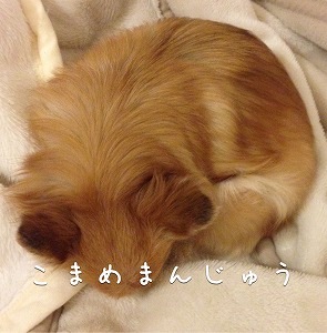 こまめまんじゅう