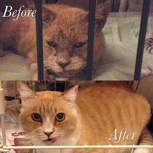 トラオビフォアフ