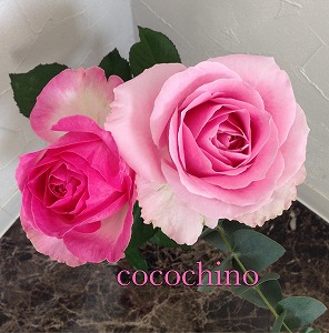 20161117bara 20161117bara